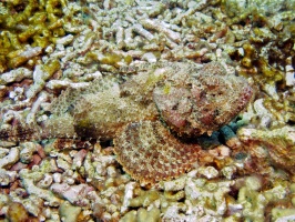 IMG 4097 Scorpionfish